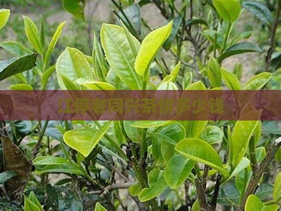 江停老同兴茶饼多少钱
