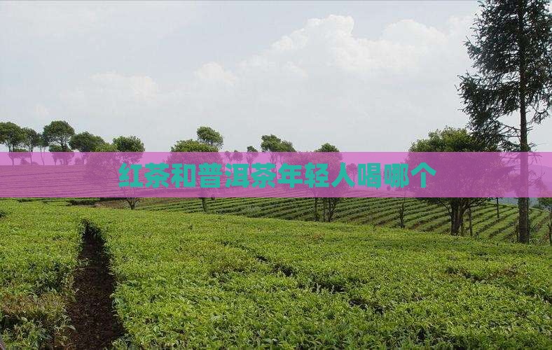 红茶和普洱茶年轻人喝哪个