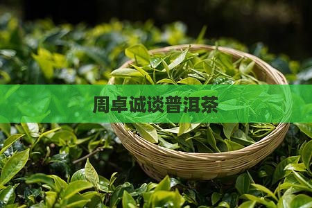 周卓诚谈普洱茶