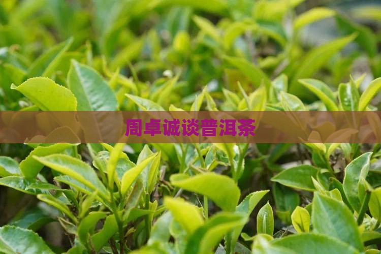 周卓诚谈普洱茶