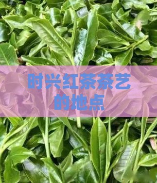 时兴红茶茶艺的地点