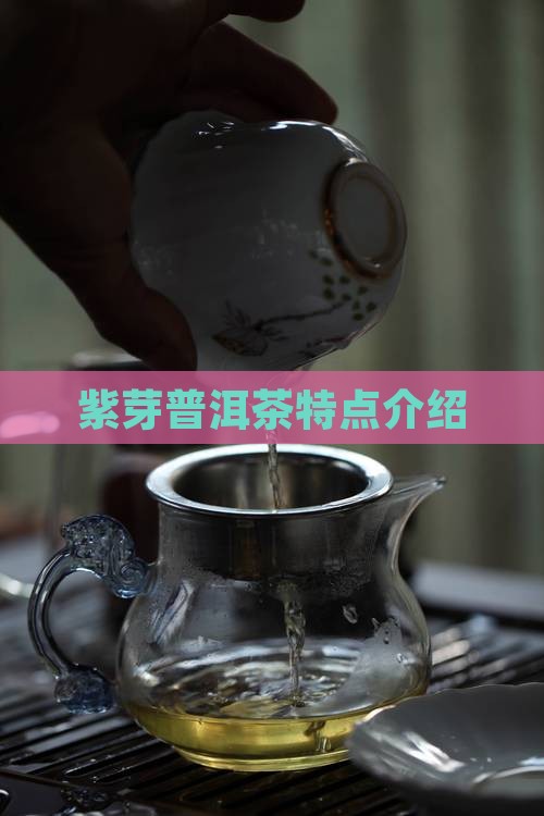 紫芽普洱茶特点介绍