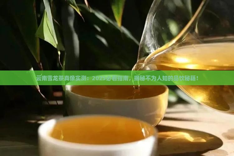 云南雪龙茶的特点