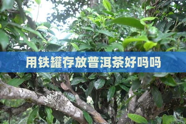 用铁罐存放普洱茶好吗吗
