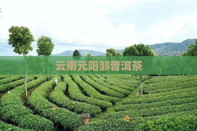 云南元阳邹普洱茶