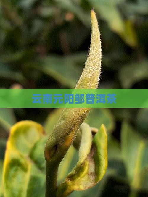 云南元阳邹普洱茶