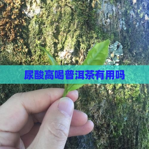 尿酸高喝普洱茶有用吗