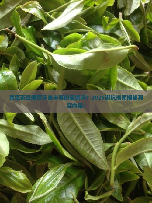 普洱茶直播百年兆丰