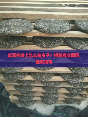 普洱茶饼上面有几个虫子