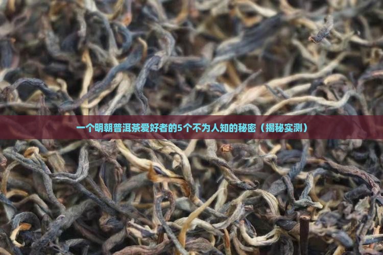 明朝普洱茶的历史