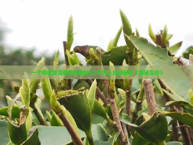 明朝普洱茶的历史