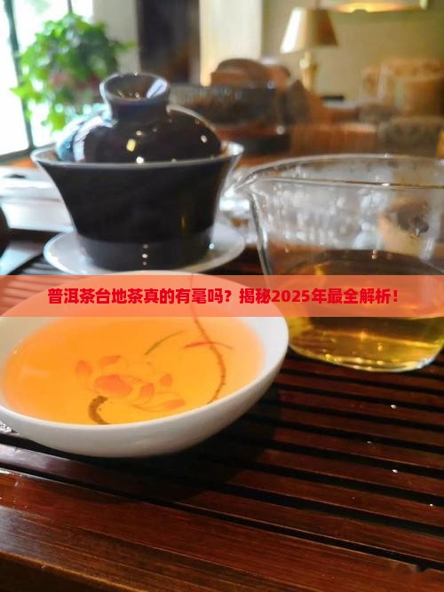 普洱茶台地茶叶背有毫吗