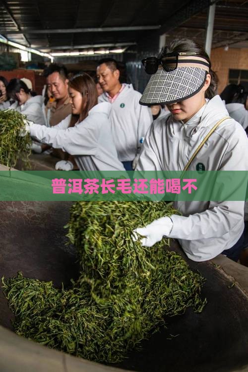 普洱茶长毛还能喝不