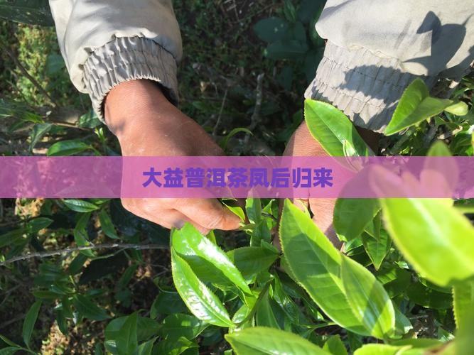 大益普洱茶凤后归来