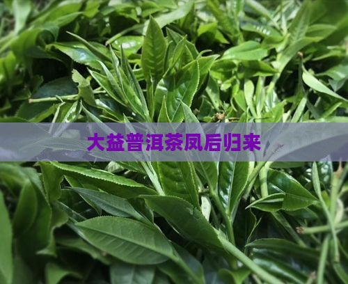大益普洱茶凤后归来