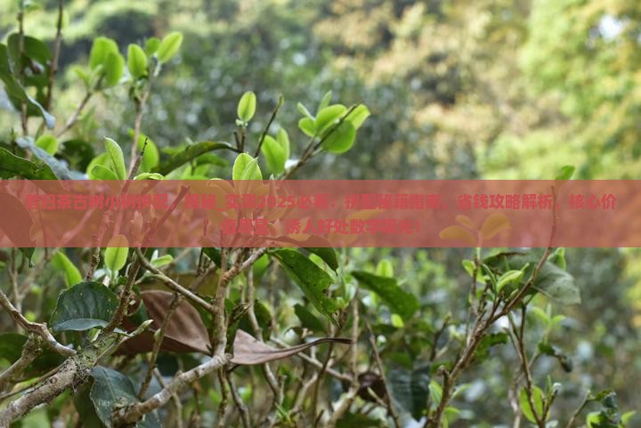 昔归茶古树小树拼配