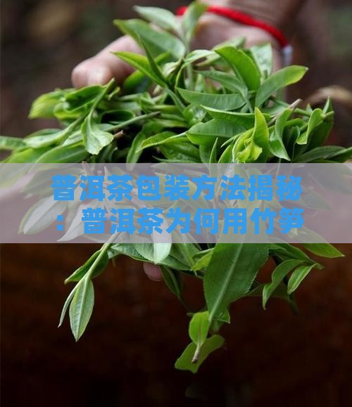 普洱茶包装是竹笋壳有虫