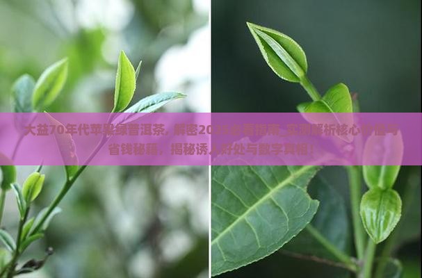 大益70年代苹果绿普洱茶