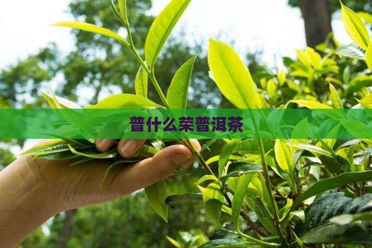 普什么荣普洱茶