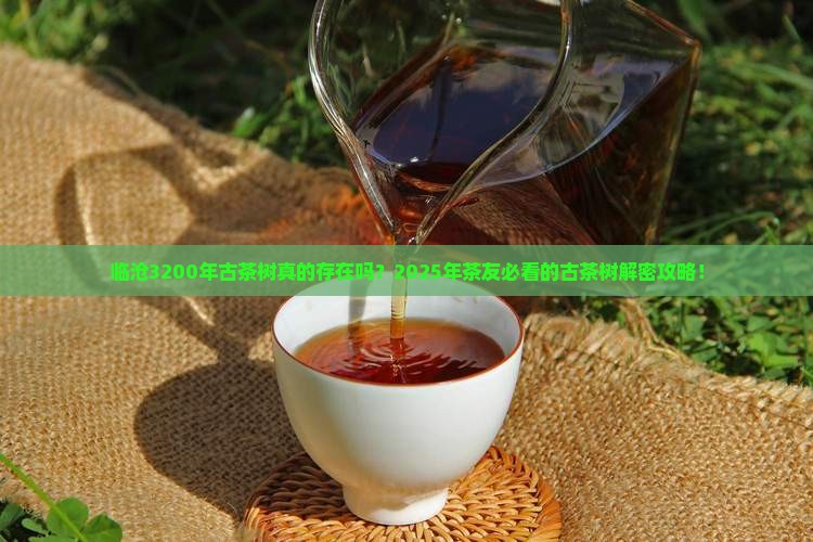 临沧3200年古茶树
