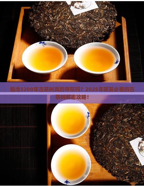 临沧3200年古茶树