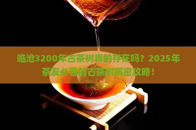 临沧3200年古茶树