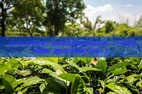 古树普洱茶熟普