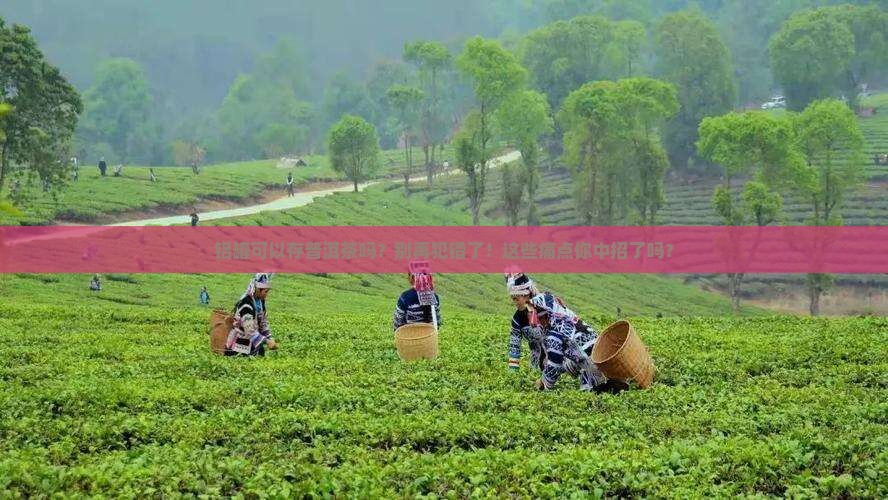 铝罐可以存普洱茶吗