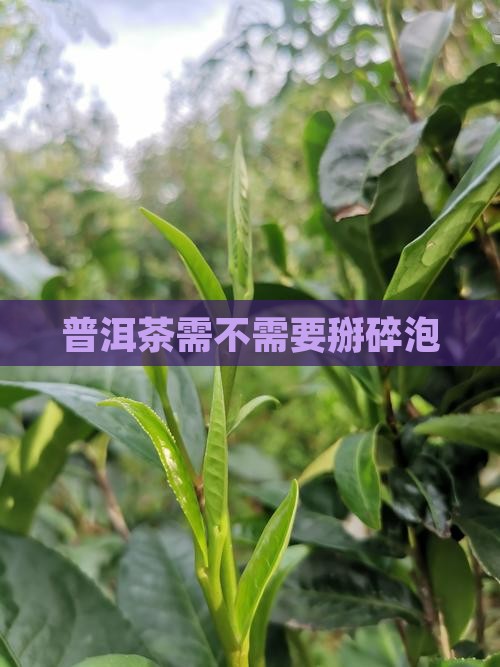 普洱茶需不需要掰碎泡