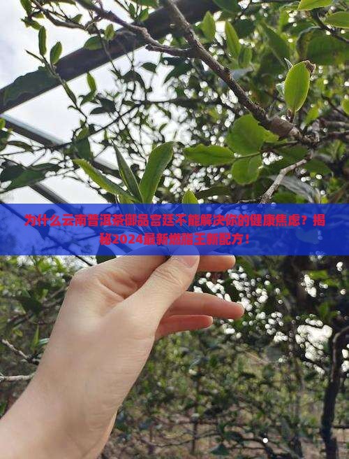云南普洱茶御品宫廷