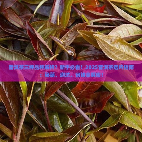 普洱茶三种品种