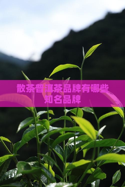 散茶普洱茶品牌