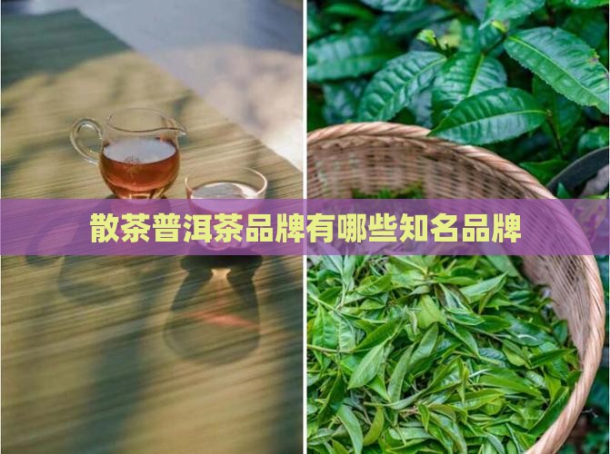 散茶普洱茶品牌