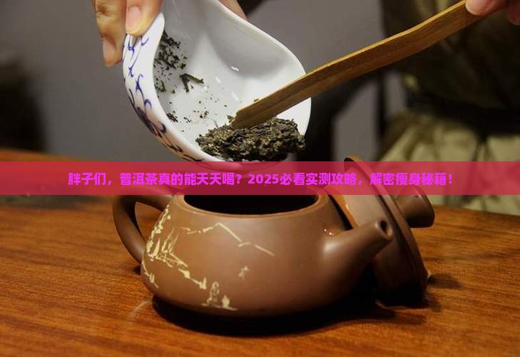 胖子可以天天喝普洱茶吗