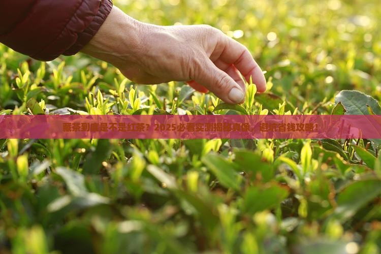藏茶是不是红茶