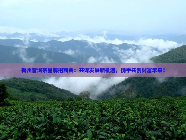 梅州普洱茶品牌招商会