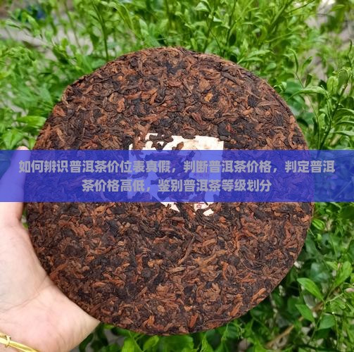 如何辨识普洱茶价位表
