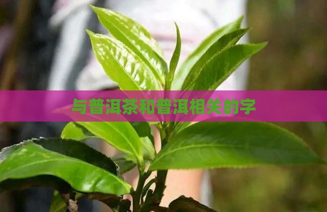 与普洱茶相关的字