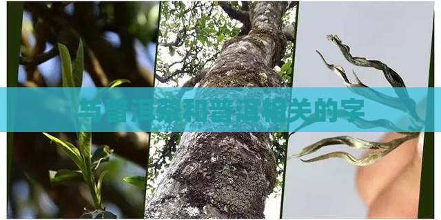 与普洱茶相关的字