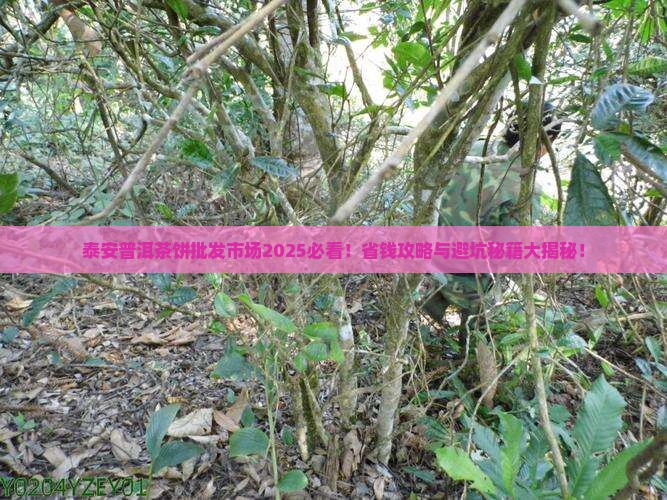 泰安普洱茶饼批发市场在哪