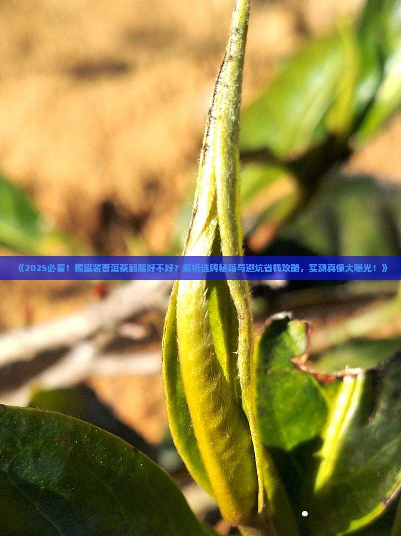 锡罐装普洱茶好不好