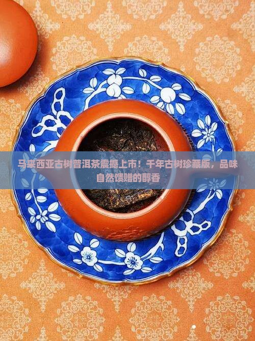 马来西亚古树普洱茶