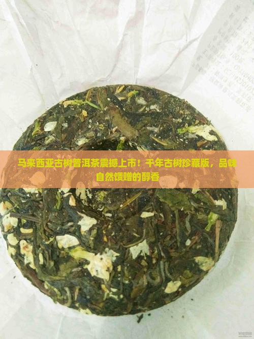 马来西亚古树普洱茶