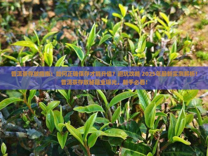 普洱茶存放手册