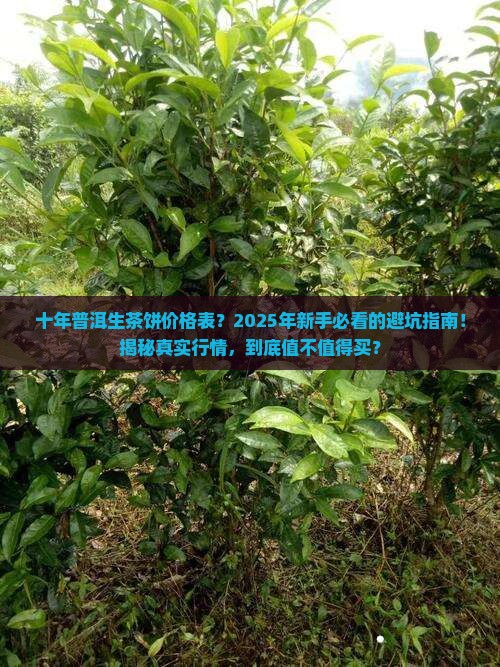 十年普洱生茶饼价格表