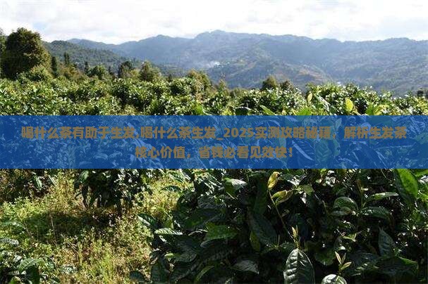 喝什么茶有助于生发