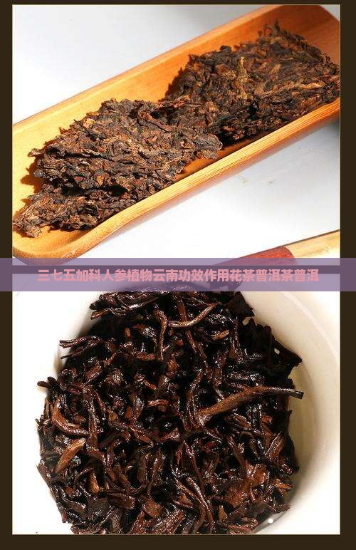 云南普洱茶三七花