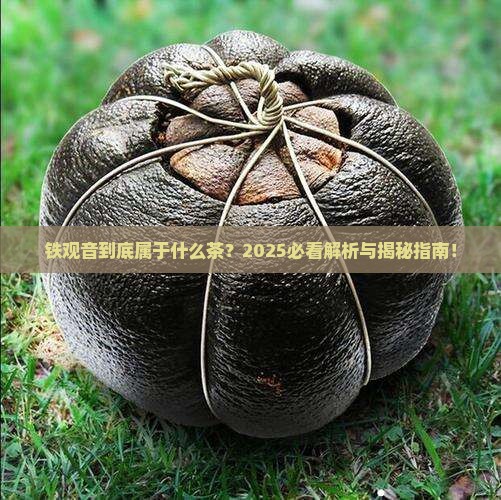铁观音属于什么茶类别