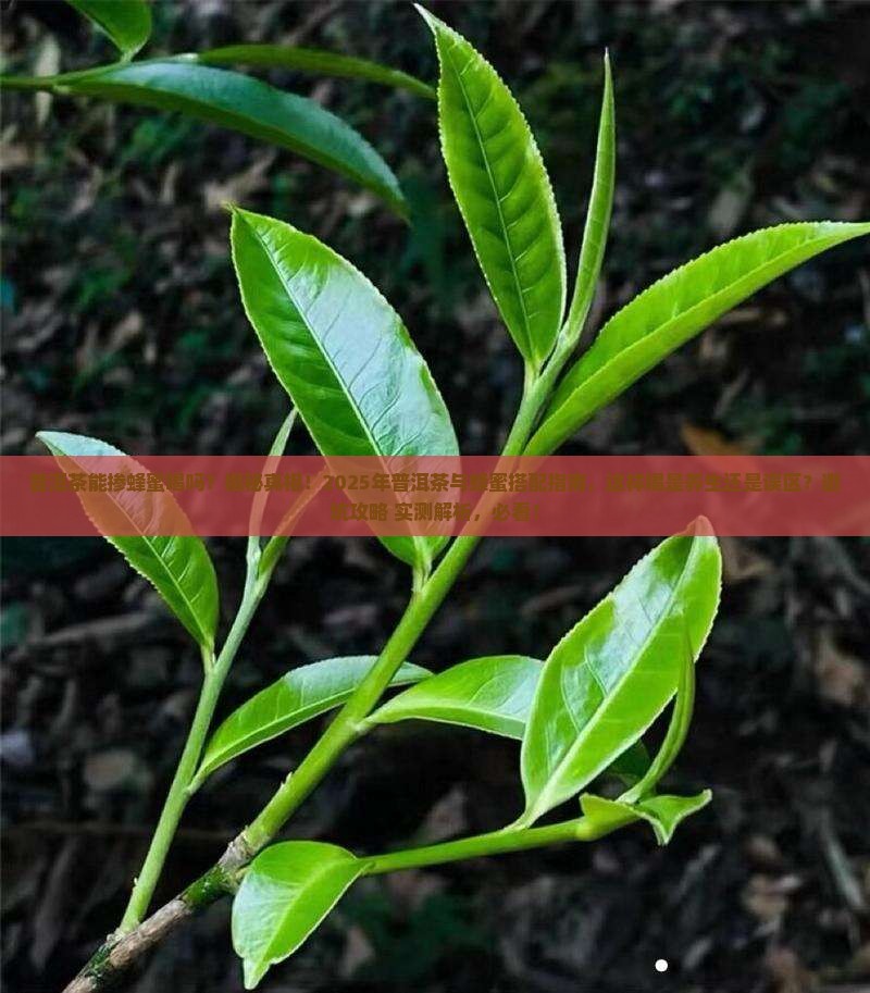 普洱茶能掺蜂蜜喝吗百度百科