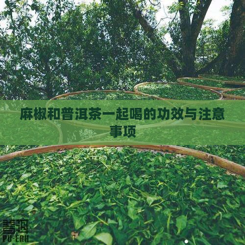 麻椒和普洱茶一起